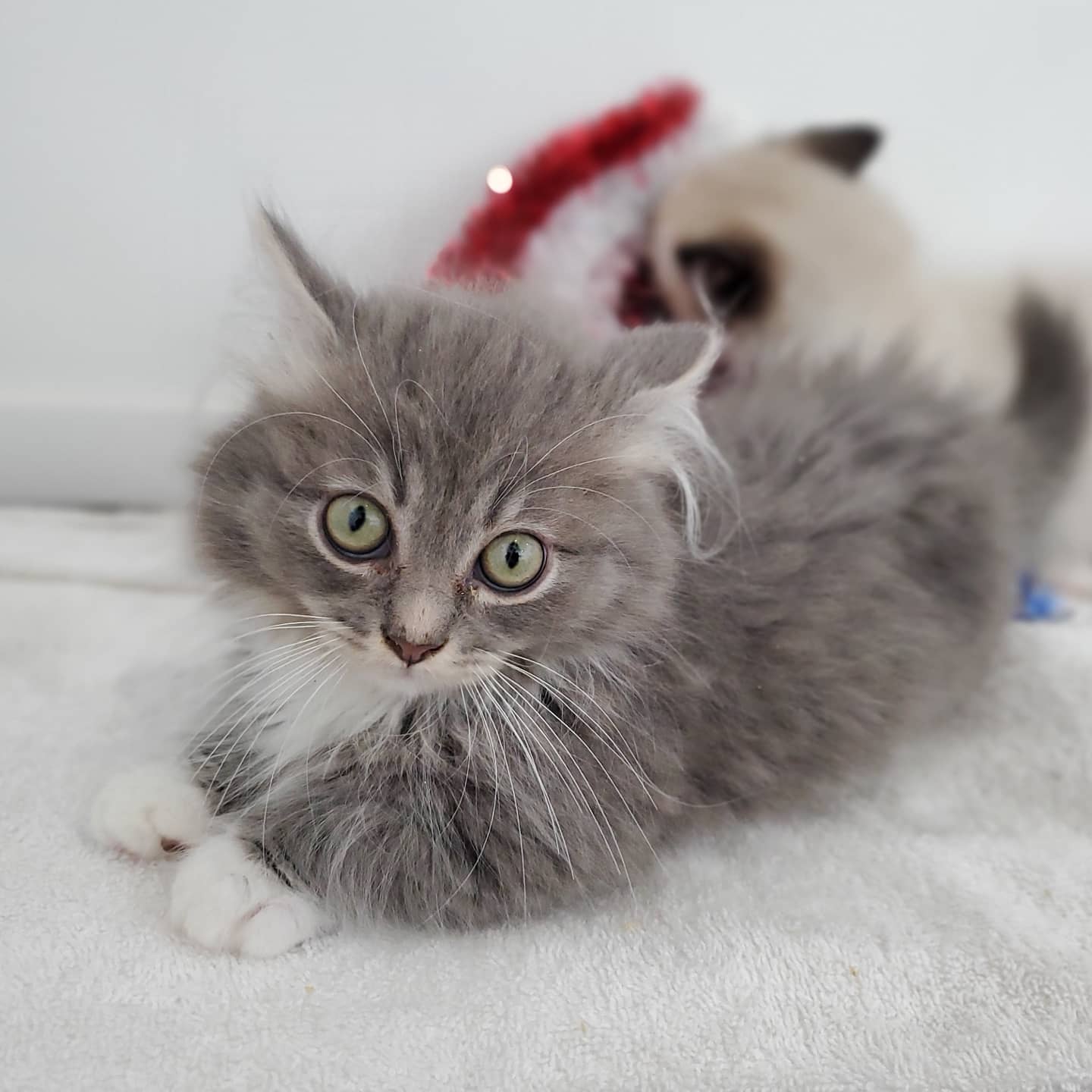 Munchkin/Minuet Kittens for Sale Ugot2bkitnme