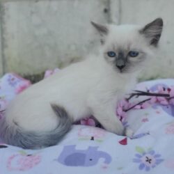 blue point mitted female