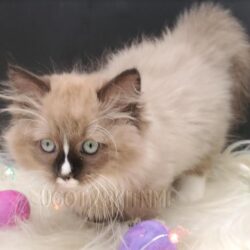 Dollbaby kittens for sale