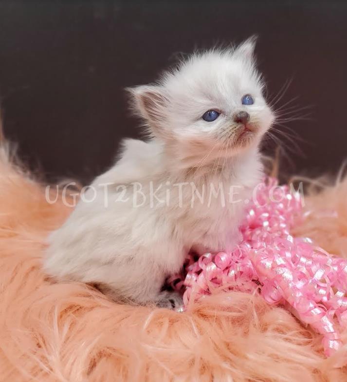 Ragdoll Kittens for Sale in Florida Ugot2bkitnme