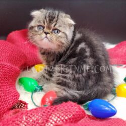 Scottish Kilt/Fold Kitten for sale