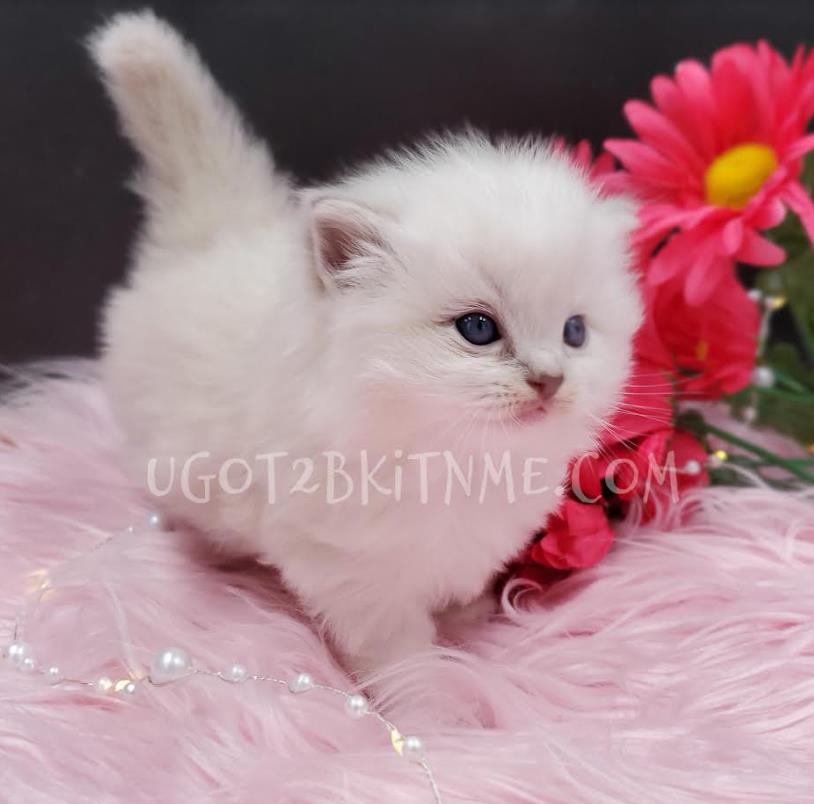 Ragdoll Kittens for Sale in Florida Ugot2bkitnme