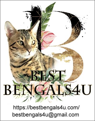 Best Bengals 4 U