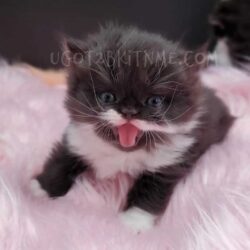 Non Standard Minuet Kittens for sale