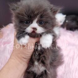 Non Standard Minuet Kittens for sale