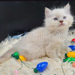 Lilac mitted male Ragdoll. Reserved by Shpigler family.