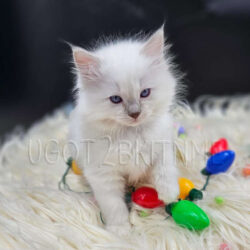 Blue point mitted female Ragdoll. Reserved by Rachel