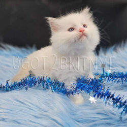 Male Ragdoll. Reserved by Brianna