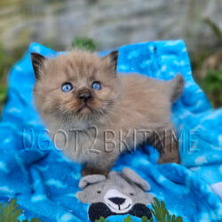 Standard seal mink Dollbaby male. Reserved by Davilla family