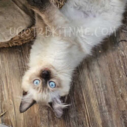 Ragdoll kitten for sale