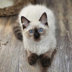 Ragdoll kitten for sale