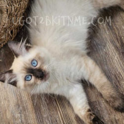 Ragdoll kitten for sale