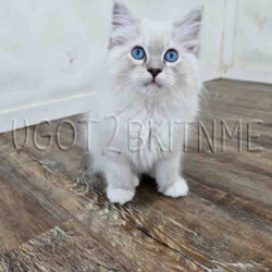 Available Ragdoll kitten for sale