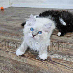 Available Ragdoll kitten for sale