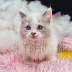 Standard blue mink bicolor Dollbaby