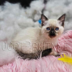 Nonstandard tortie point Dollbaby