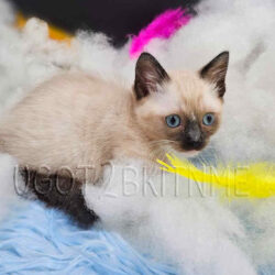 standard seal point mitted male. Reserved by Jennifer