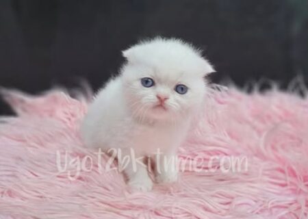 Scottish kilt fold kitten