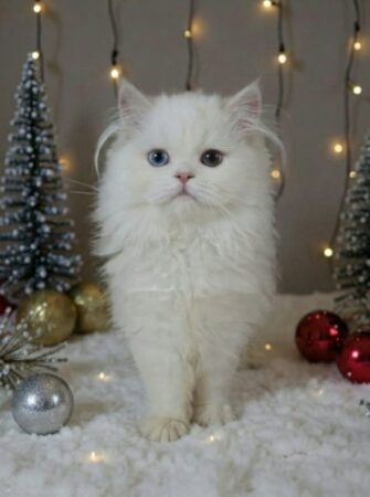 kitten